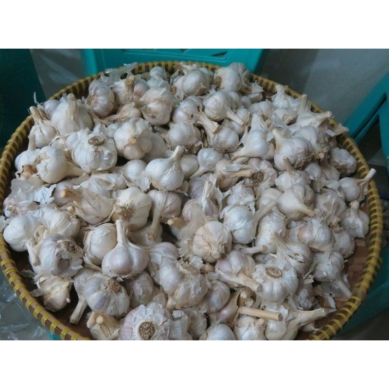 

Bawang Putih Kating 100gr | 250gr | 500gr