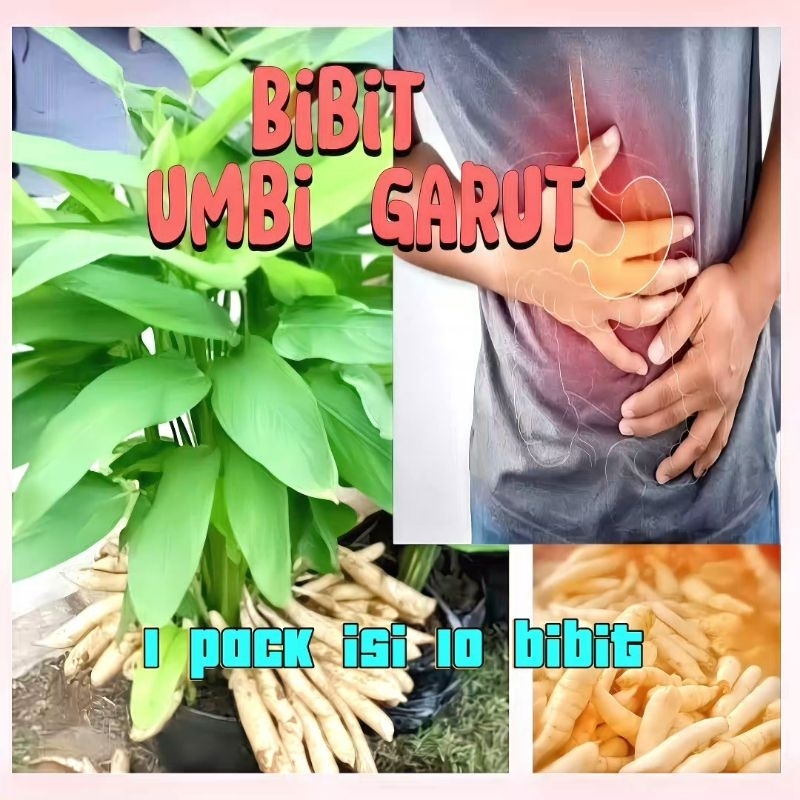 Bibit umbi garut untuk  asam lambung atau GERD
