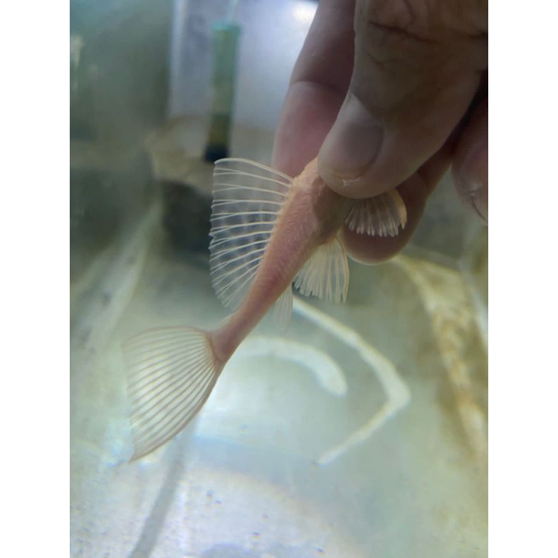 gibbiceps gibicep gibi sailfin pleco l083