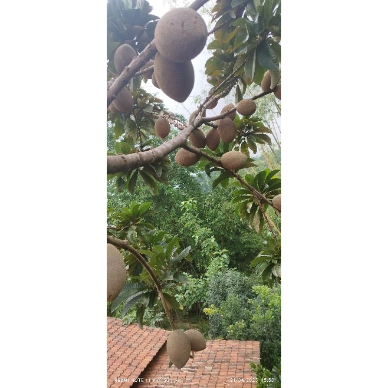 stek mamey sapote lorito