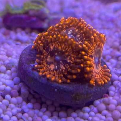 Zoa Utter Chaos Coral LPS
