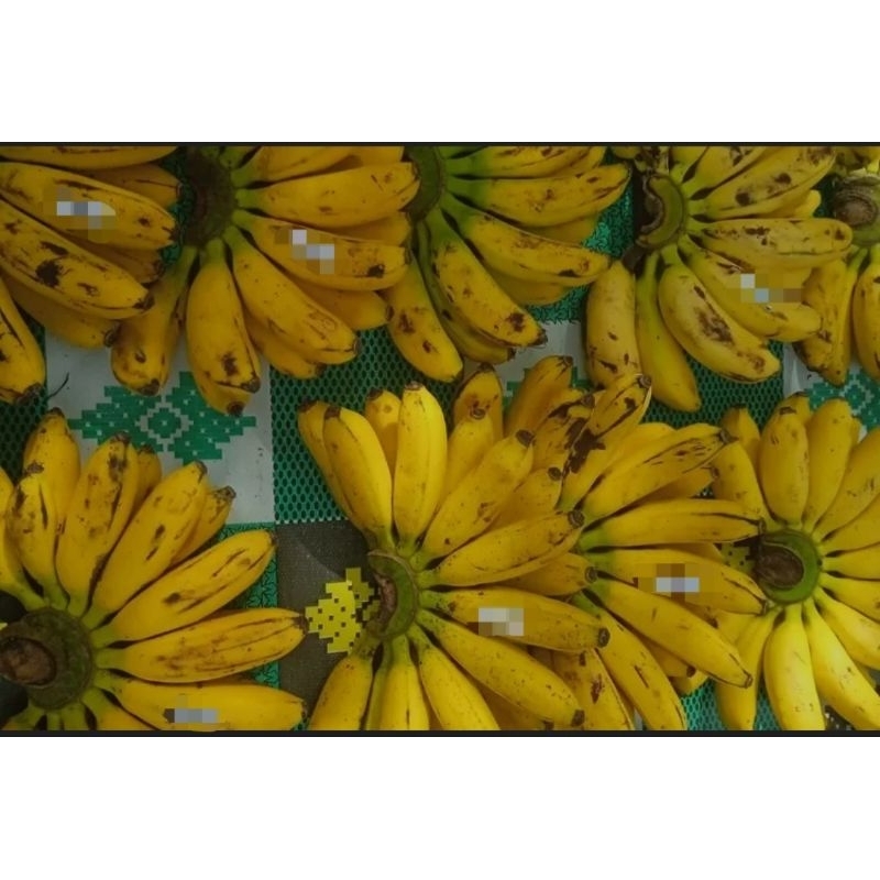 

pisang putri