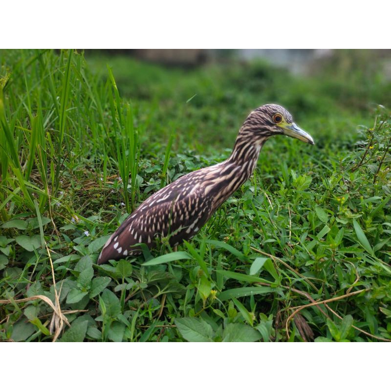 PATUNG JONTROT BURUNG KOAK MALAM - PATUNG BURUNG KOAK