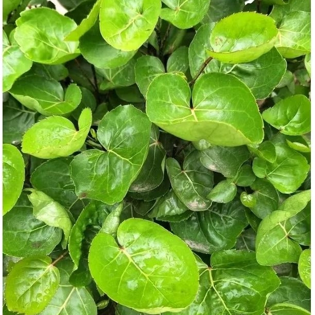 

Daun Mangkokan Segar Fresh 50 Lembar Helai Langsung Di Petik