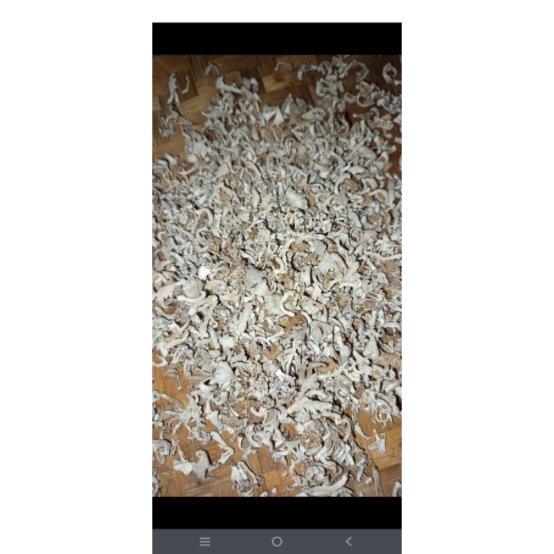 

100gr jamur gerigit asli dusun