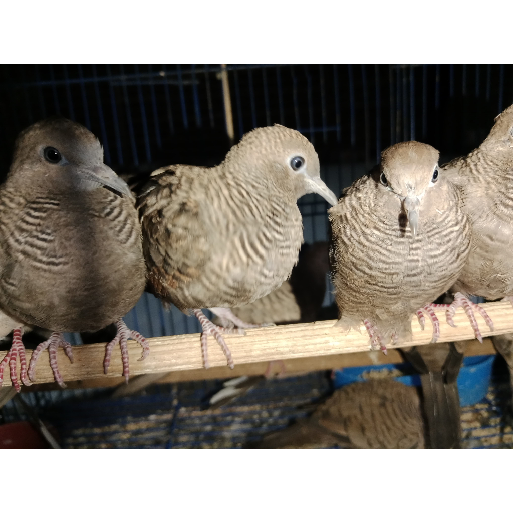 Perkutut Cemani Bandung