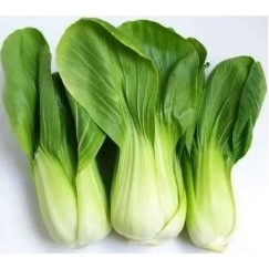 

Sayur Pakcoy / Pak Choy Vegetables 250gr