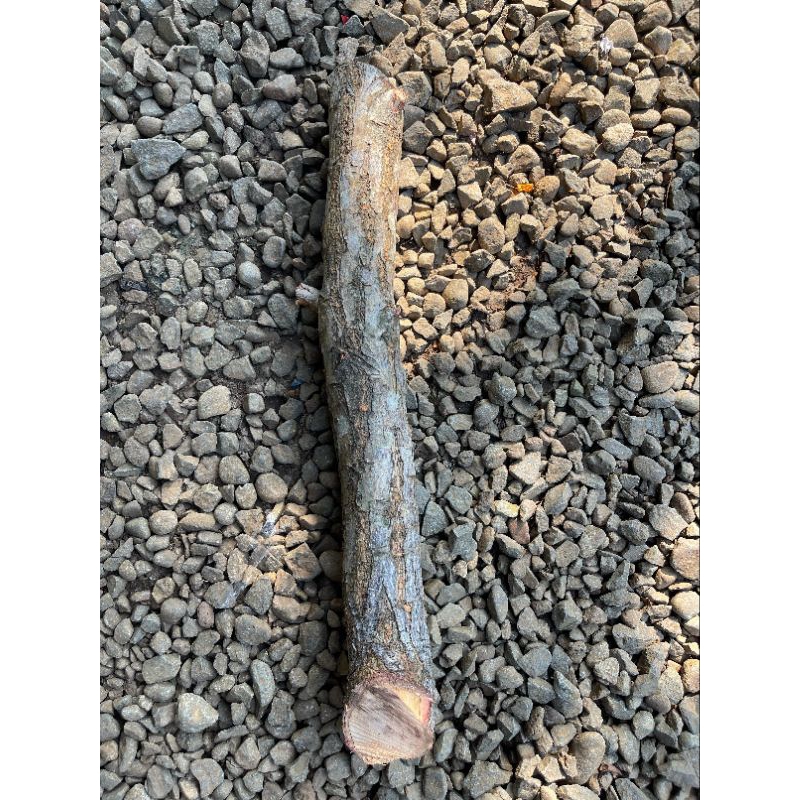 kayu dewandaru besar