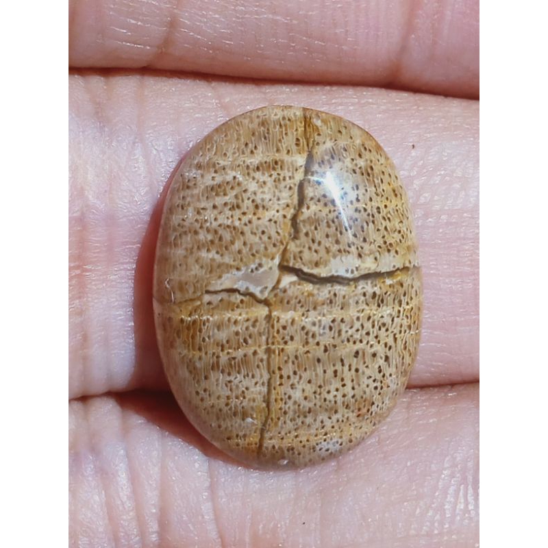 Batu Posil Kelor Tapak Jalak Kristal