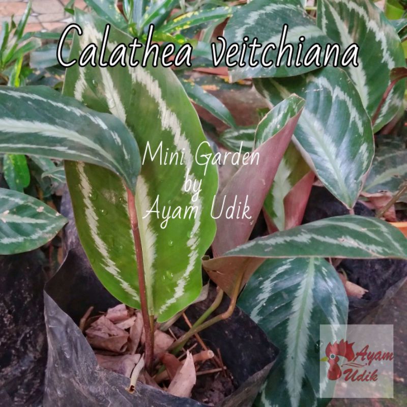 Tanaman Hias Calathea veitchiana
