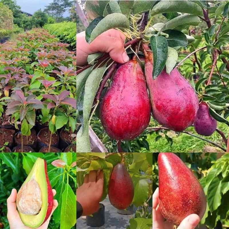 

alpukat red Vietnam okulasi