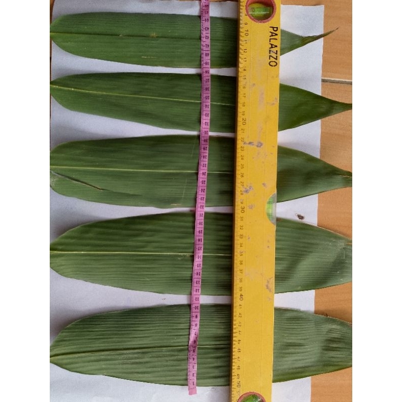 

10 LEMBAR DAUN BAMBU PILIHAN FRESH UKURAN NGIKUTIN KEBUTUHAN TERMURAH TERLARIS