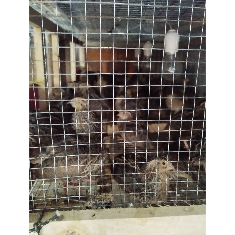 Puyuh jantan hidup usia 4 minggu pakan reftil