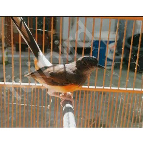 Murai Trotol Gembling Bandung