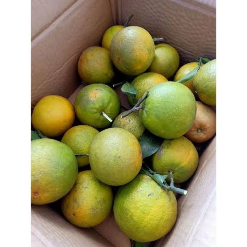 

jeruk peras manis beby java 1 kg .petik lasung kebun
