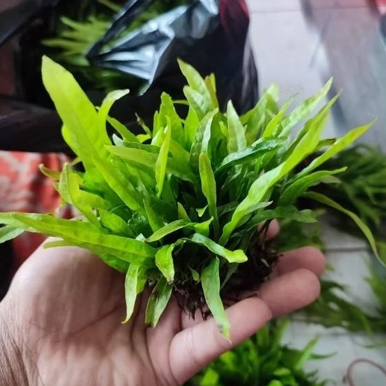 Kadaka mini aquascape tanaman aquascape.