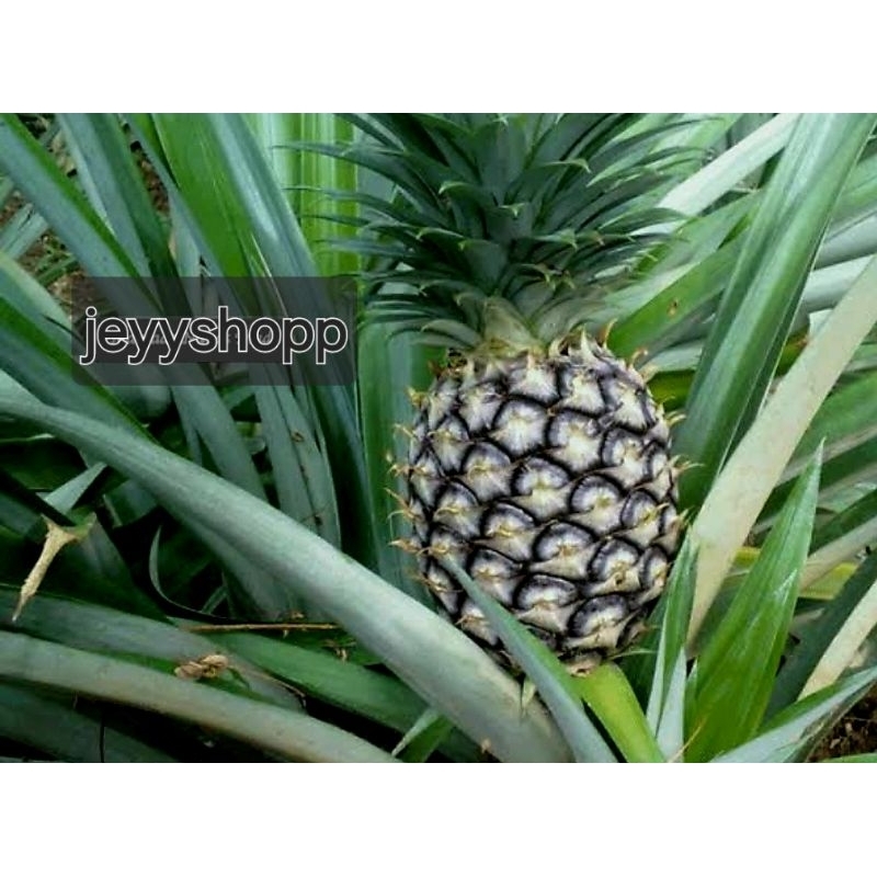 

buah nanas muda segar/obat herbal kualitas bagus isi 1pcs redii