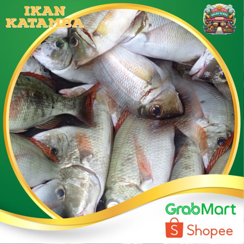 

Ikan Katamba isi 2-3 tergantung Ukuran