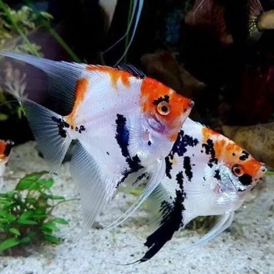Manfish Red Koi  3.5 - 4 cm - Perawatan Aquarium