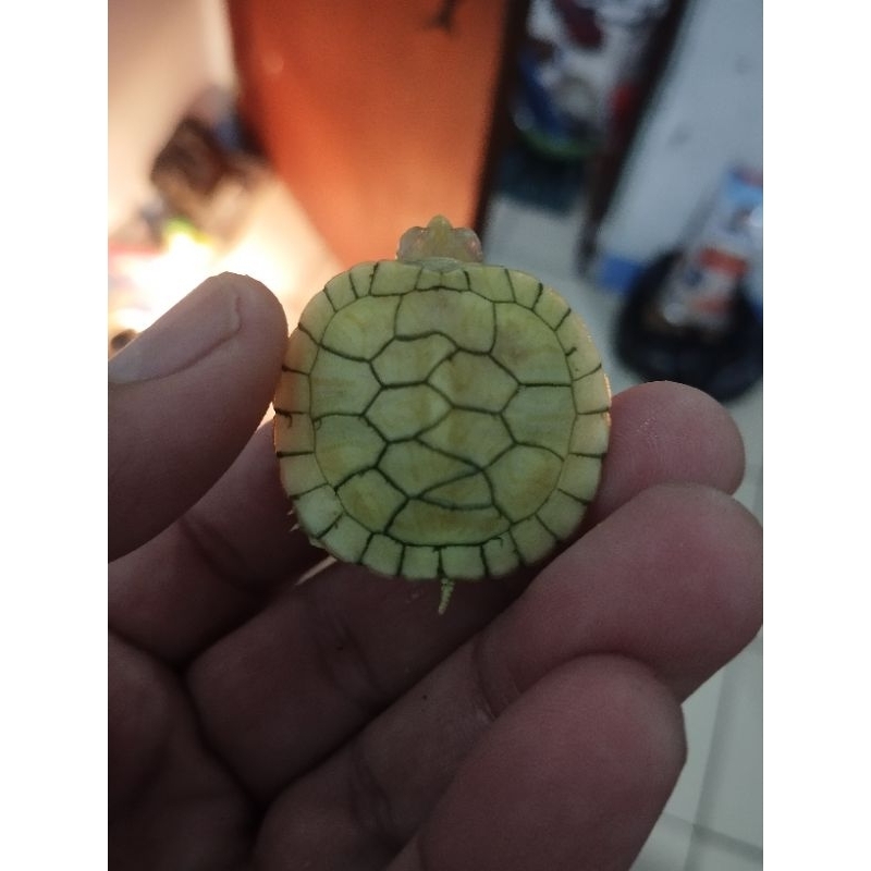 Kura Resbino (Brazil Albino) overscute 3-4 cm | Hiasan Akuarium