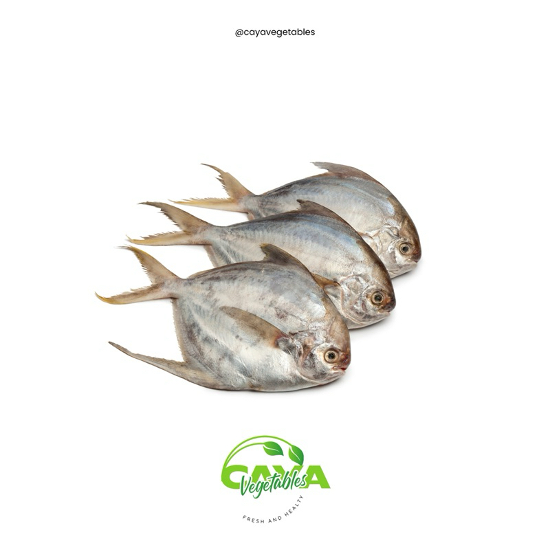 

Ikan Bawal Putih Grade A Fresh Food | CayaVegetables