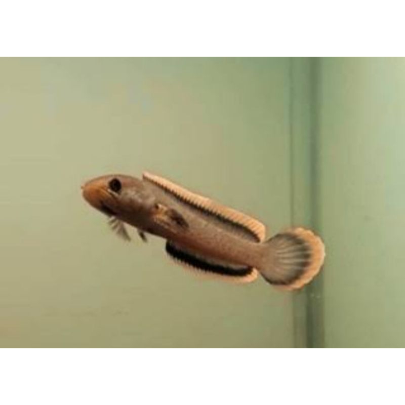 

(GARANSI 100%) stiker chana limbata CB berkualitas grade A++