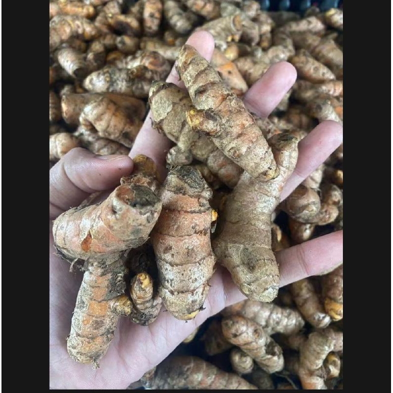 

kunyit segar/kunyit masak 1kg