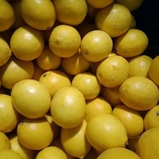 

Jeruk Lemon California Seger Freshh Kemasan 1 KG