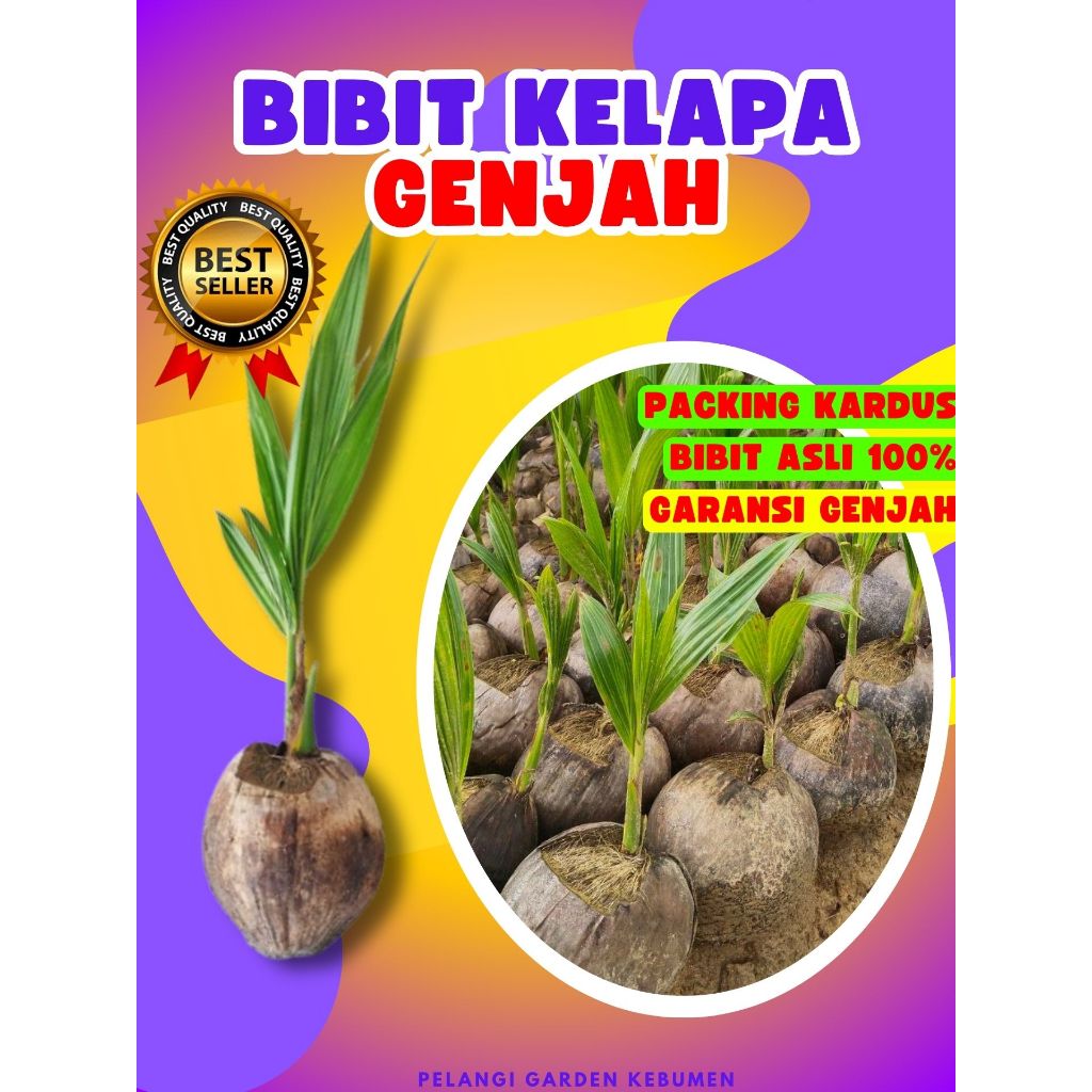 CEPAT PANEN.. Pokok Kelapa Hijau Hibrida Pendek, Pokok Kelapa Hibrida Hijau Pendek, Pokok Kelapa Hib