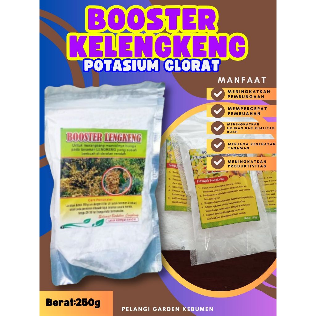 UNGGULAN  Boster Kelengkeng Siap Berbuah, Boster Kelengkeng Stek
