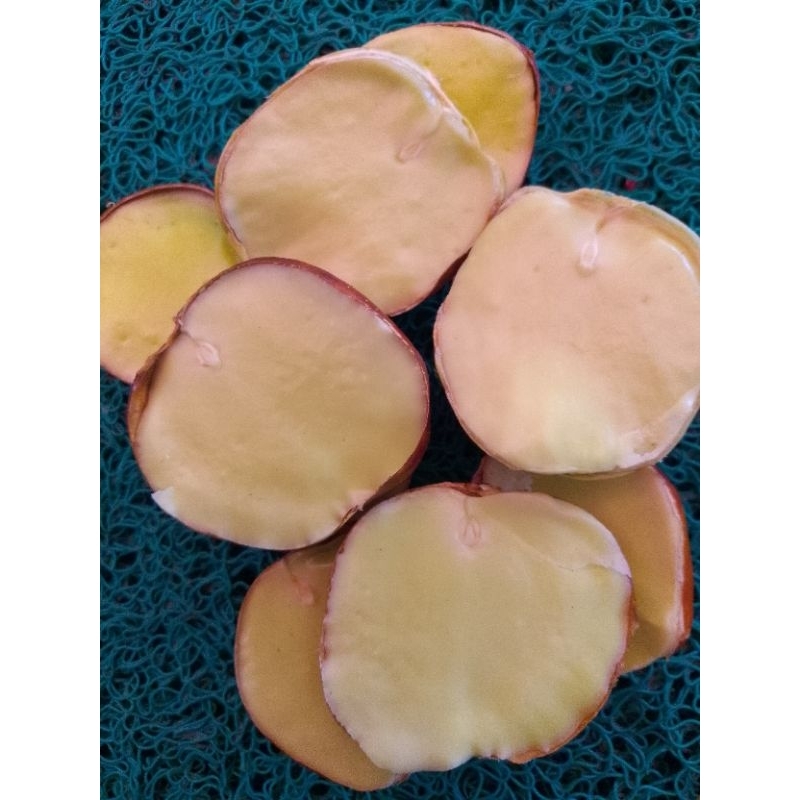 

Jengkol Tua 500 gr Murah dan Enak