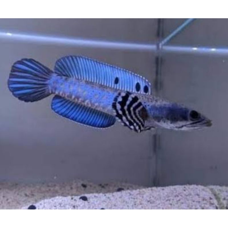 

(GARANSI 100%) stiker chana blue pulhcra bahan berkualitas