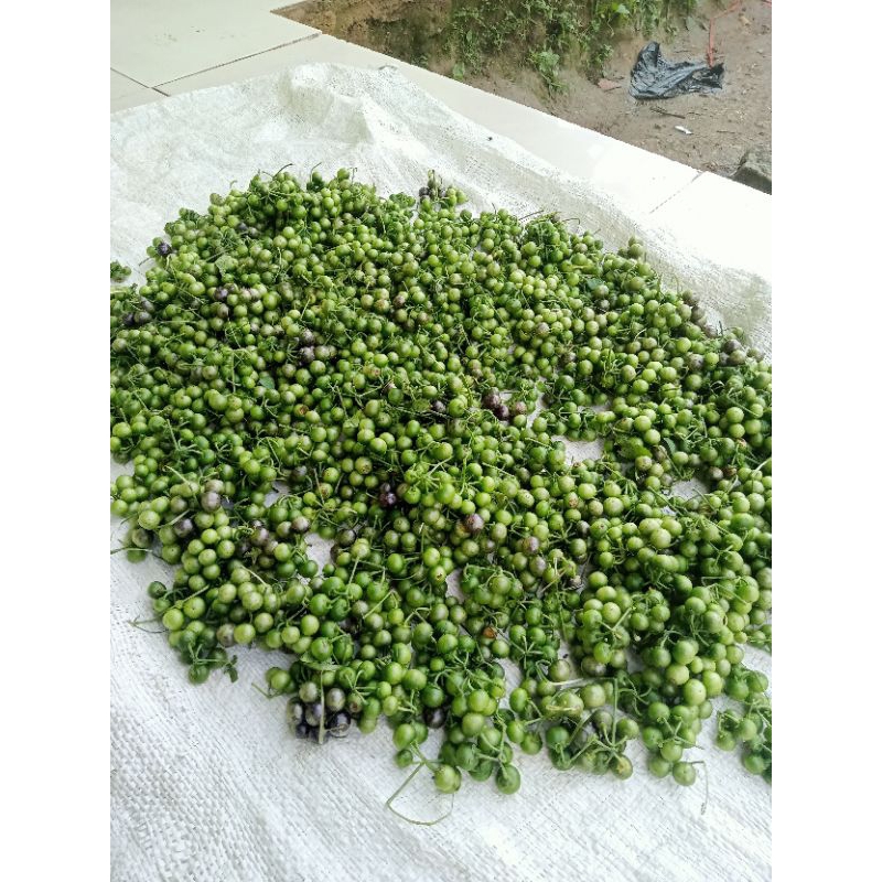 

buah.lenca.per.1.kg