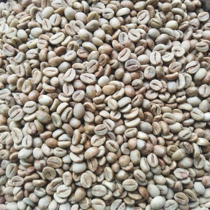 

Biji Kopi Robusta Linggau Curup Kualitas Premium