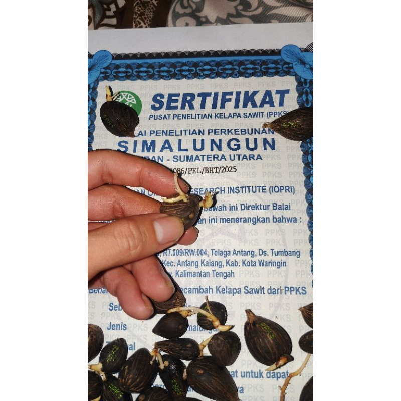 BENIH KECAMBAH SAWIT ORIGINAL VARIETAS PPKS