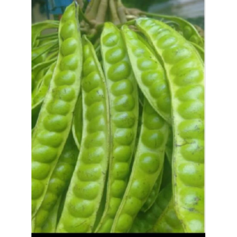 

PETE / PETAI SUPER 1 LONJOR PER PAPAN PETE SUPER TUA