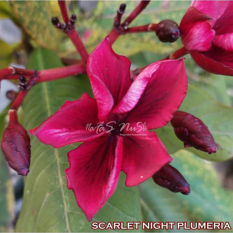 bibit cuting stek kamboja bali bunga scarlet night plumeria / stek kemboja bali