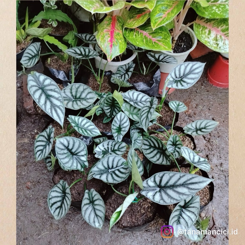 alocasia dragon silver anakan remaja