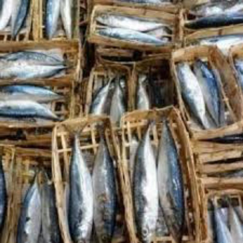 

Ikan Pindang Tongkol 1pc