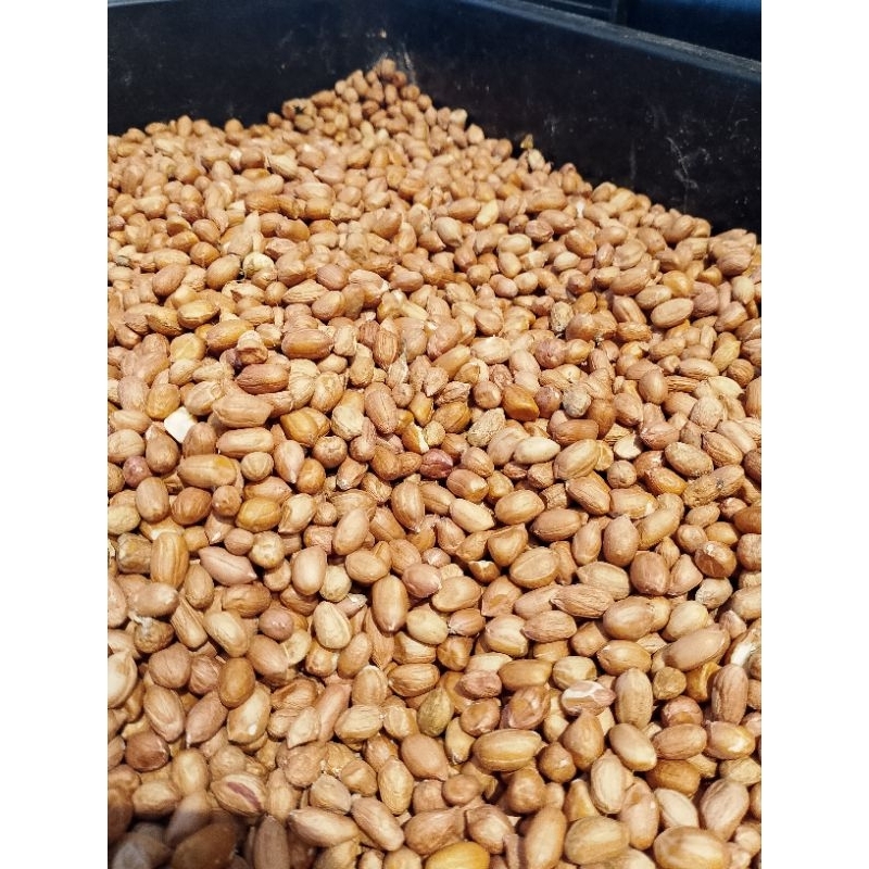 

kacang tanah 1 kg