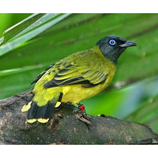 Kutilang Sutra Bandung