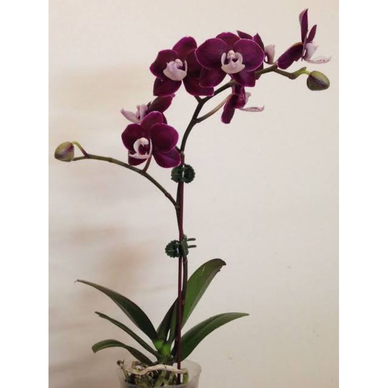 [ ORIGINAL ] anggrek bulan black jack seedling - bunga anggrek bulan black jack siap