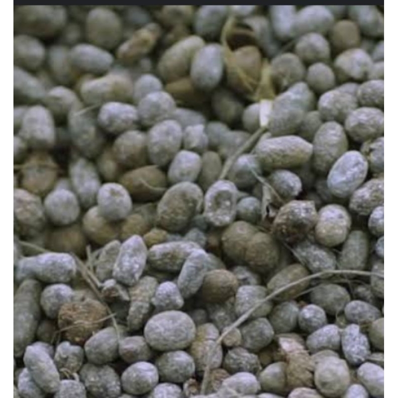 kotoran kambing (kohe)