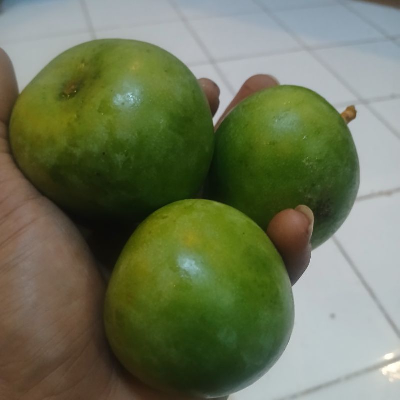 

MANGGA APEL PROBOLINGGO 1KG
