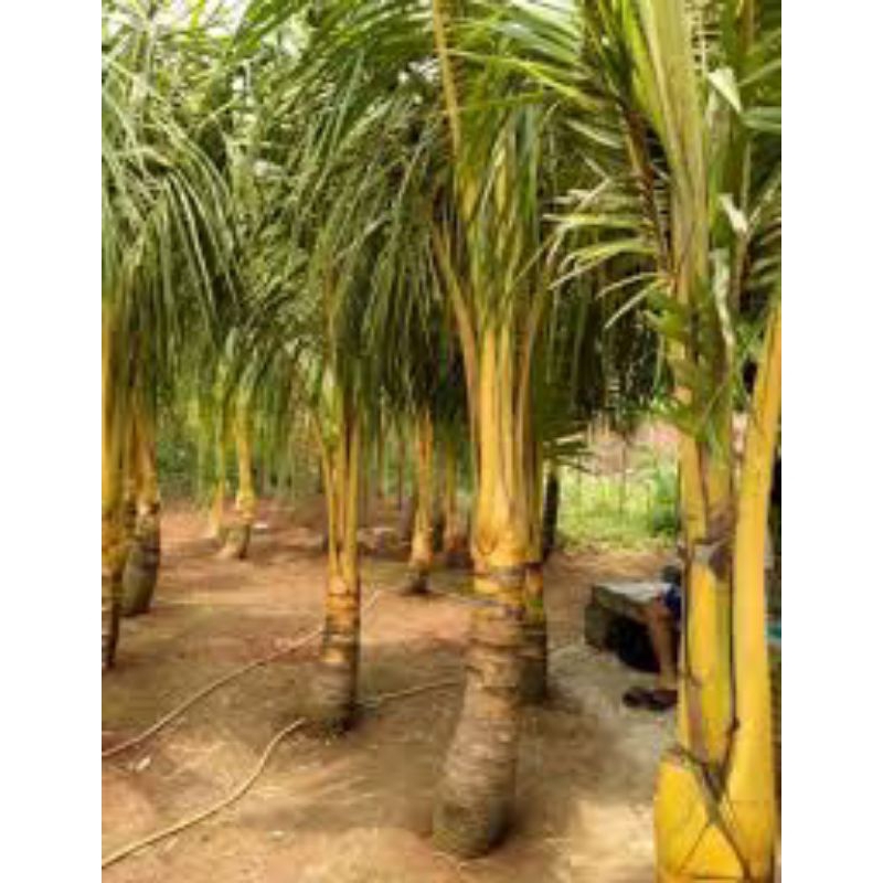 pohon kelapa kuning  tanaman hias kelapa kuning