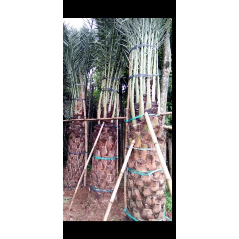 tanaman hias kurma ajwa pohon korma ajwa