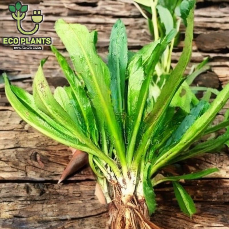 

Akar plus Daun Walang Sangit 200gr Obat Herbal / Umpan Pancing / Walang Cina