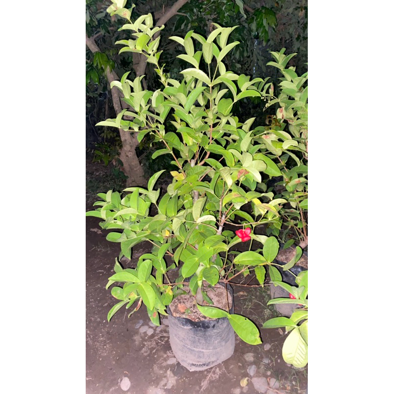 bibit jambu air rimbun kondisi berbuah