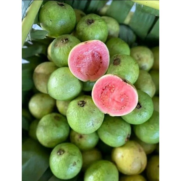 

1 Kg Jambu biji Merah / Psidium guajava / Jambu Biji Merah Segar