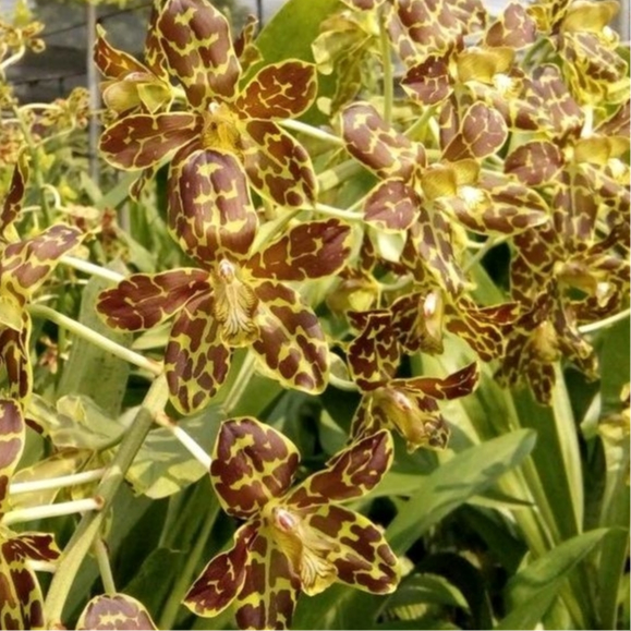 [ DEWASA ] Grammatophyllum Tiger’s Paw – Anggrek dengan Corak Kaki Harimau